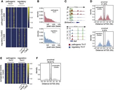 Proximal and Distal Regions of Pathogenic Th17 Related Chromatin Loci Are Sequentially Accessible During Pathogenicity of Th17